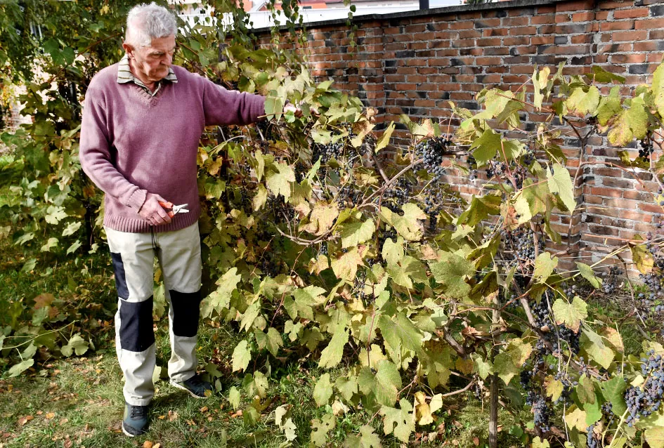 Požežani na tragu vina kakvo se u srednjem vijeku koristilo u samostanu na Rudini