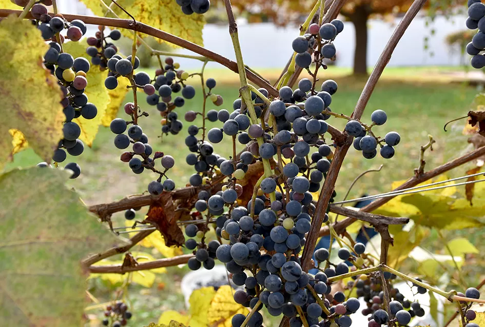 Požežani na tragu vina kakvo se u srednjem vijeku koristilo u samostanu na Rudini