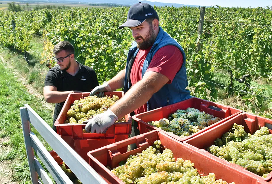 Požega.eu | Obilje grožđa u vinogradima obitelji Perak iz Kutjeva