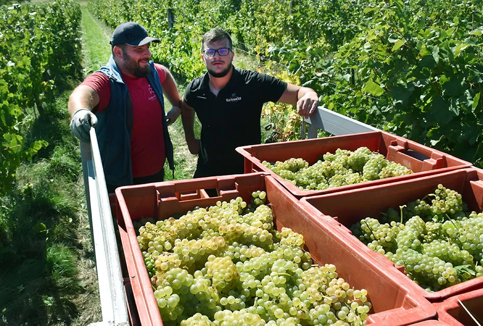 Obilje grožđa u vinogradima obitelji Perak iz Kutjeva