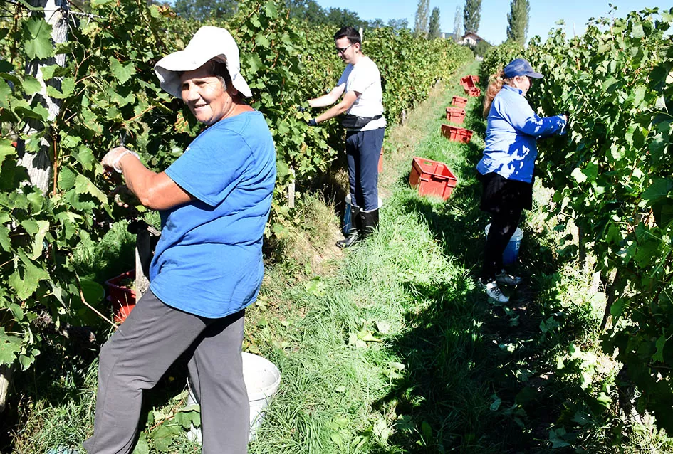 Obilje grožđa u vinogradima obitelji Perak iz Kutjeva