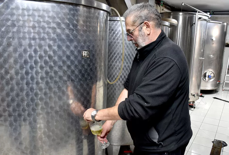 Obilje grožđa u vinogradima obitelji Perak iz Kutjeva