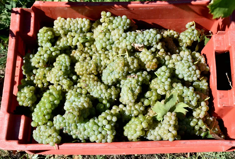 Obilje grožđa u vinogradima obitelji Perak iz Kutjeva