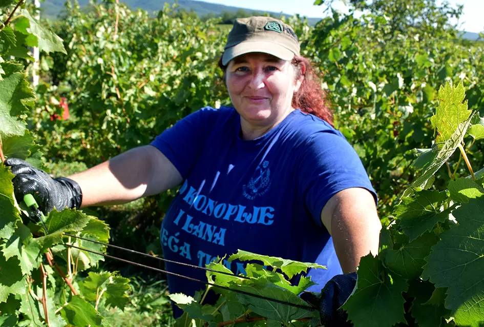 Obilje grožđa u vinogradima obitelji Perak iz Kutjeva