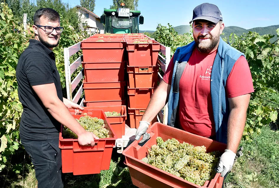 Obilje grožđa u vinogradima obitelji Perak iz Kutjeva