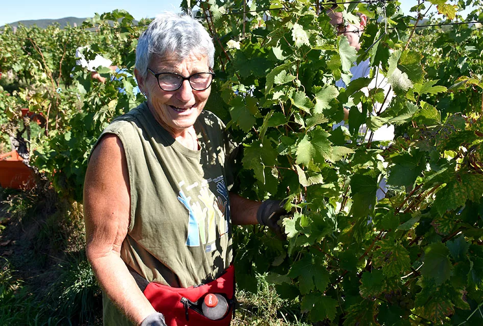 Obilje grožđa u vinogradima obitelji Perak iz Kutjeva