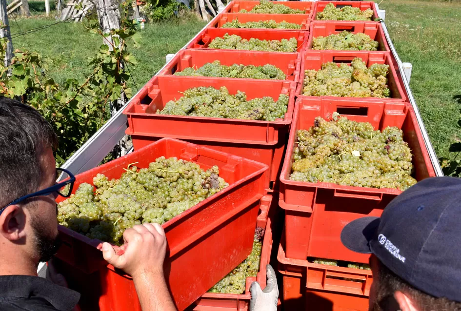 Obilje grožđa u vinogradima obitelji Perak iz Kutjeva