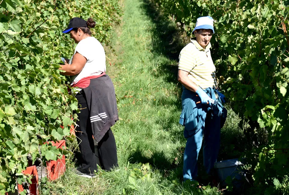 Obilje grožđa u vinogradima obitelji Perak iz Kutjeva