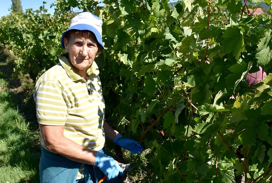 Obilje grožđa u vinogradima obitelji Perak iz Kutjeva