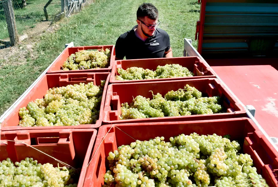 Obilje grožđa u vinogradima obitelji Perak iz Kutjeva