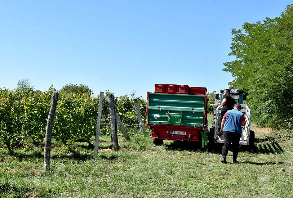 Obilje grožđa u vinogradima obitelji Perak iz Kutjeva