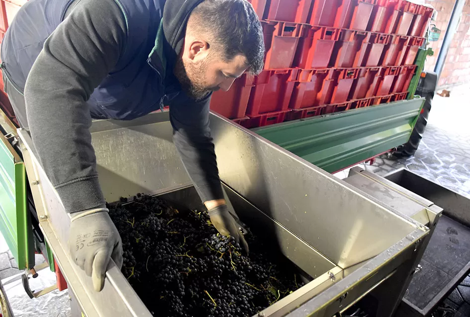 Obilje grožđa u vinogradima obitelji Perak iz Kutjeva