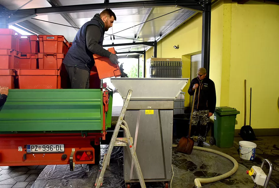 Obilje grožđa u vinogradima obitelji Perak iz Kutjeva