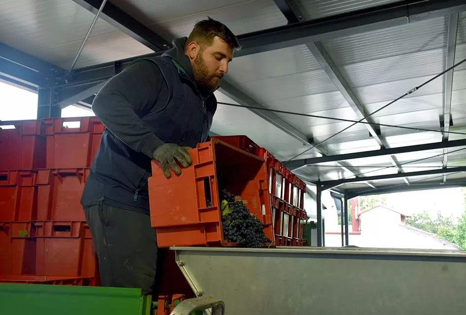 Obilje grožđa u vinogradima obitelji Perak iz Kutjeva