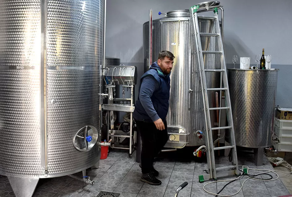 Obilje grožđa u vinogradima obitelji Perak iz Kutjeva
