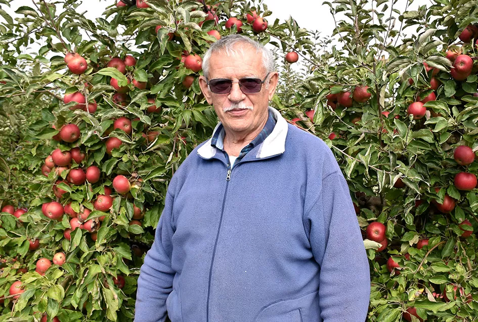 Požega.eu | Jabuke Branka Uzelca izuzetno rodile, plodovi ostali sitni 