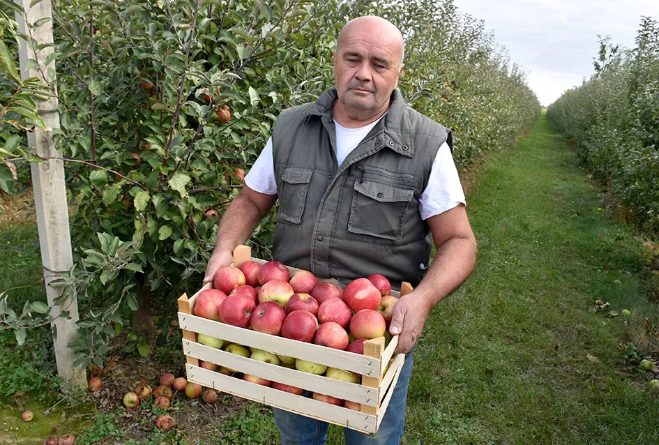 Jabuke Branka Uzelca izuzetno rodile, plodovi ostali sitni 