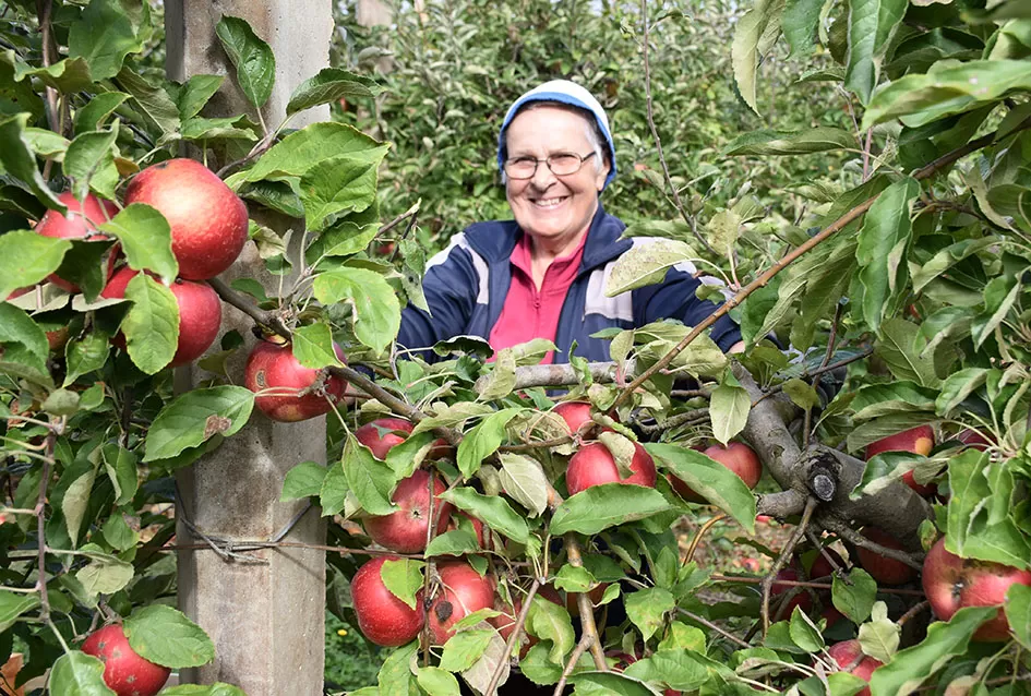 Jabuke Branka Uzelca izuzetno rodile, plodovi ostali sitni 