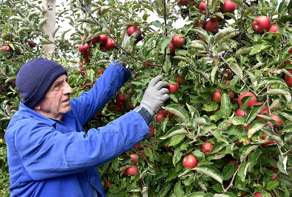 Jabuke Branka Uzelca izuzetno rodile, plodovi ostali sitni 