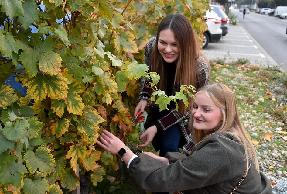 Kutjevački vinari svečano zaključili berbu grožđa na Trgu graševine