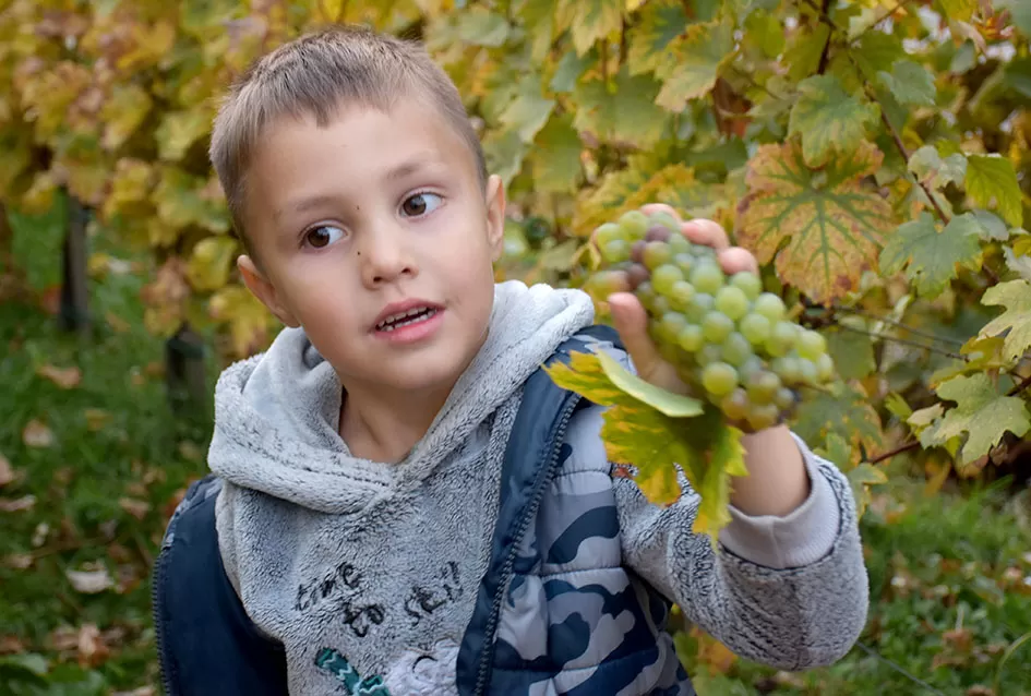 Kutjevački vinari svečano zaključili berbu grožđa na Trgu graševine