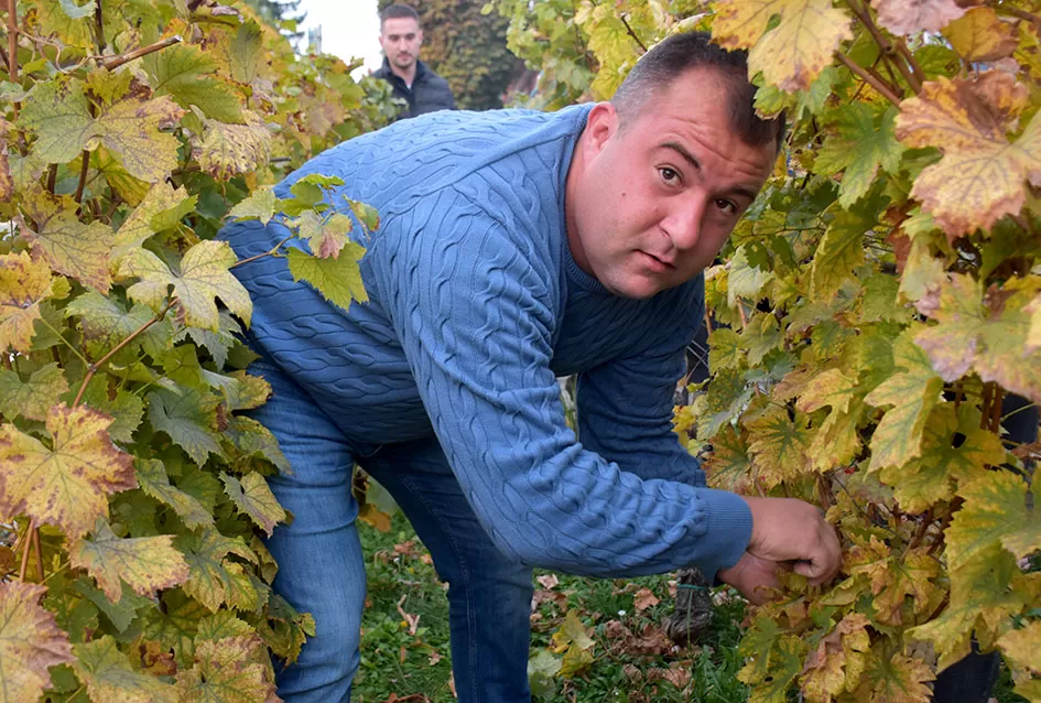 Kutjevački vinari svečano zaključili berbu grožđa na Trgu graševine