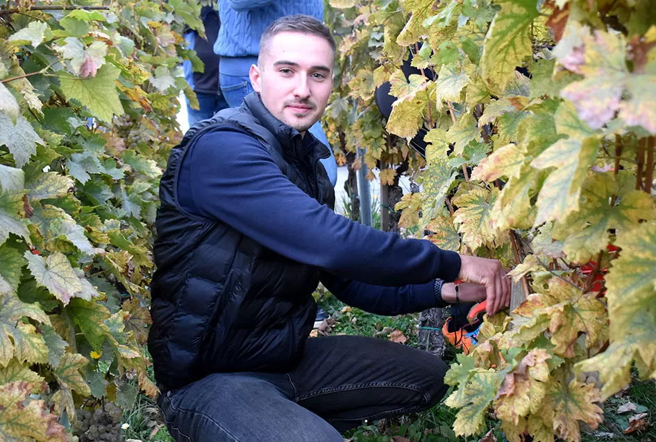 Kutjevački vinari svečano zaključili berbu grožđa na Trgu graševine