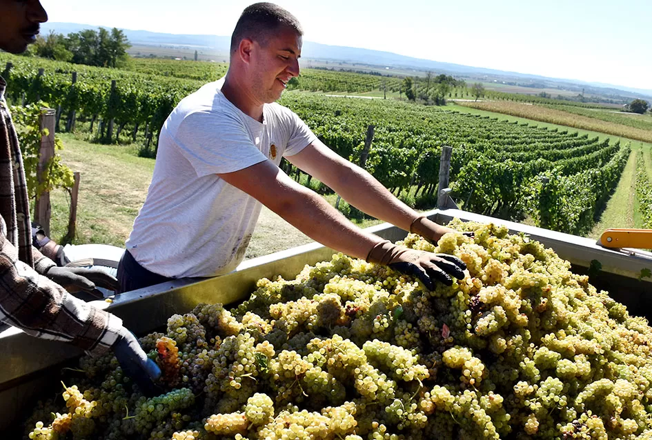 Požega.eu | Kraj berbe u znaku zadovoljstva – Krauthakerovi vinogradi ponovno dali vrhunsko grožđe