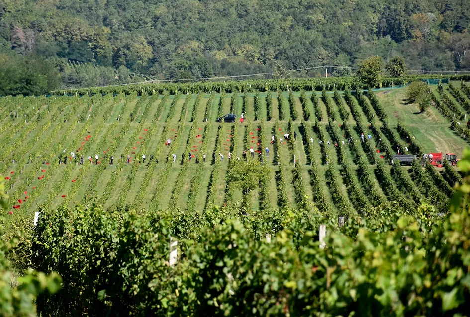 Kraj berbe u znaku zadovoljstva – Krauthakerovi vinogradi ponovno dali vrhunsko grožđe