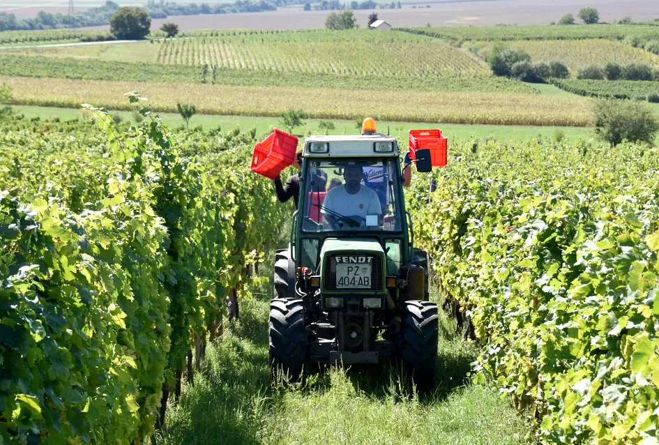 Kraj berbe u znaku zadovoljstva – Krauthakerovi vinogradi ponovno dali vrhunsko grožđe