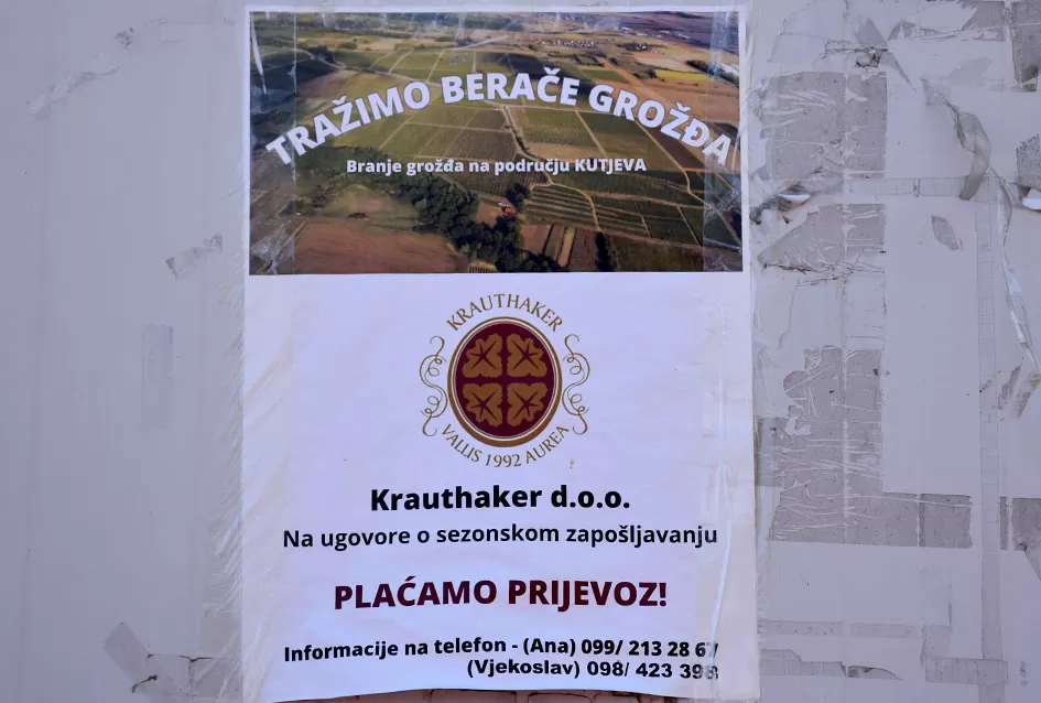Kraj berbe u znaku zadovoljstva – Krauthakerovi vinogradi ponovno dali vrhunsko grožđe