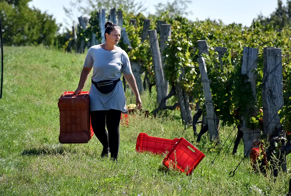Kraj berbe u znaku zadovoljstva – Krauthakerovi vinogradi ponovno dali vrhunsko grožđe