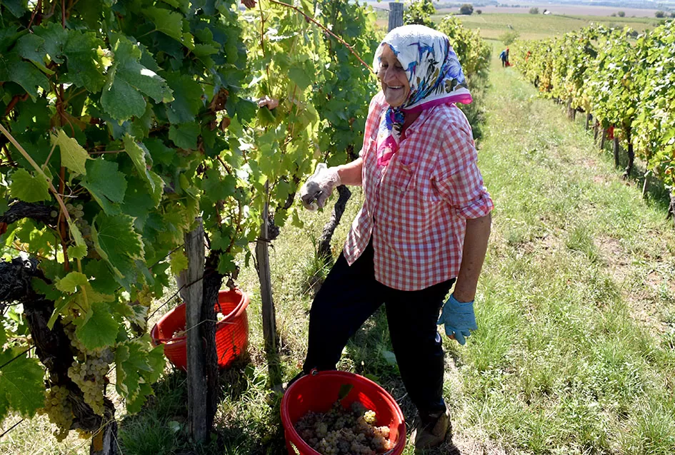 Kraj berbe u znaku zadovoljstva – Krauthakerovi vinogradi ponovno dali vrhunsko grožđe