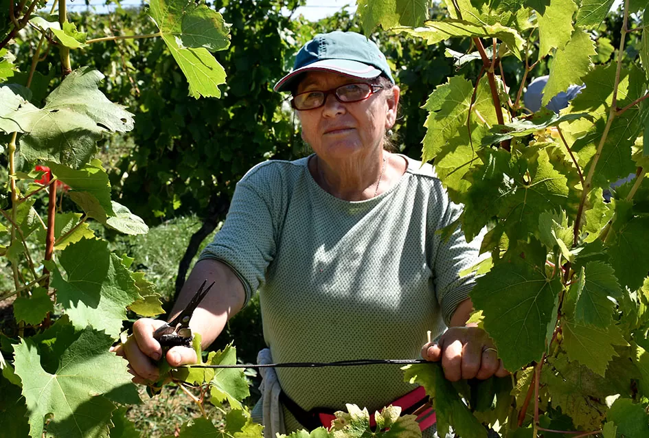 Kraj berbe u znaku zadovoljstva – Krauthakerovi vinogradi ponovno dali vrhunsko grožđe