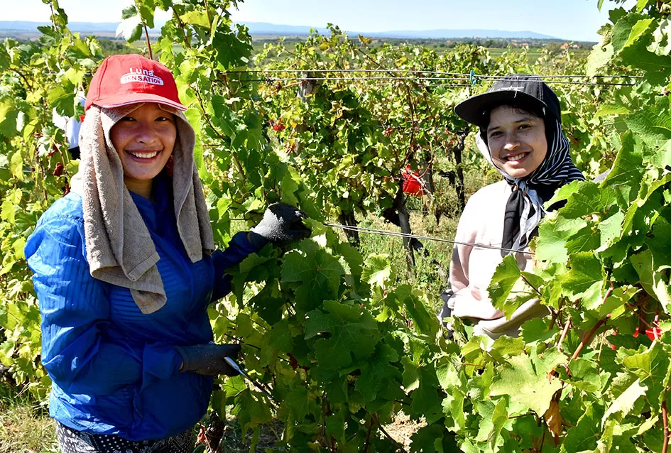 Kraj berbe u znaku zadovoljstva – Krauthakerovi vinogradi ponovno dali vrhunsko grožđe