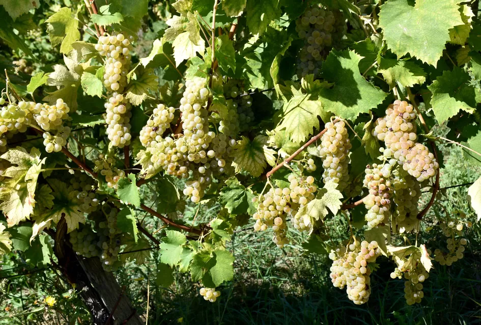 Kraj berbe u znaku zadovoljstva – Krauthakerovi vinogradi ponovno dali vrhunsko grožđe