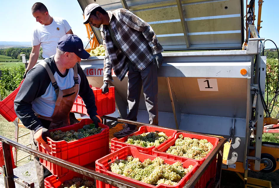 Kraj berbe u znaku zadovoljstva – Krauthakerovi vinogradi ponovno dali vrhunsko grožđe