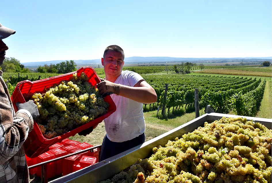 Kraj berbe u znaku zadovoljstva – Krauthakerovi vinogradi ponovno dali vrhunsko grožđe