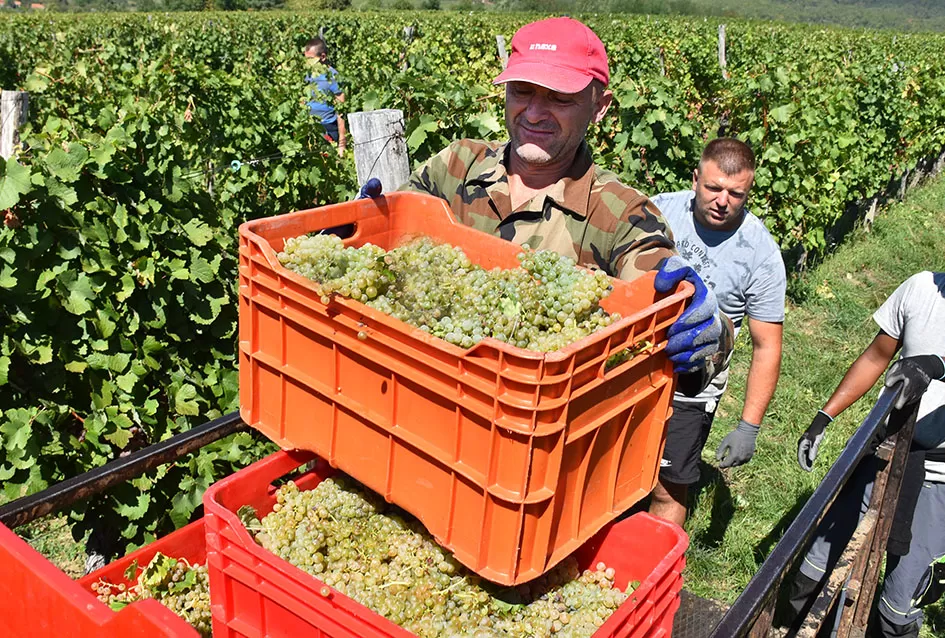 Kraj berbe u znaku zadovoljstva – Krauthakerovi vinogradi ponovno dali vrhunsko grožđe