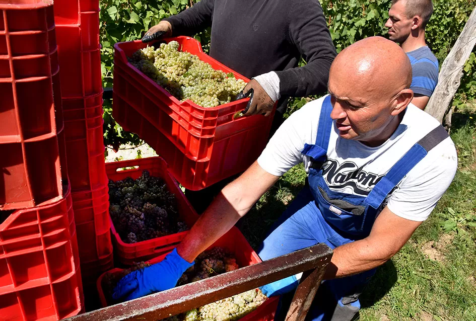 Kraj berbe u znaku zadovoljstva – Krauthakerovi vinogradi ponovno dali vrhunsko grožđe