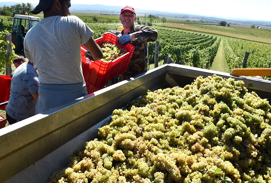Kraj berbe u znaku zadovoljstva – Krauthakerovi vinogradi ponovno dali vrhunsko grožđe