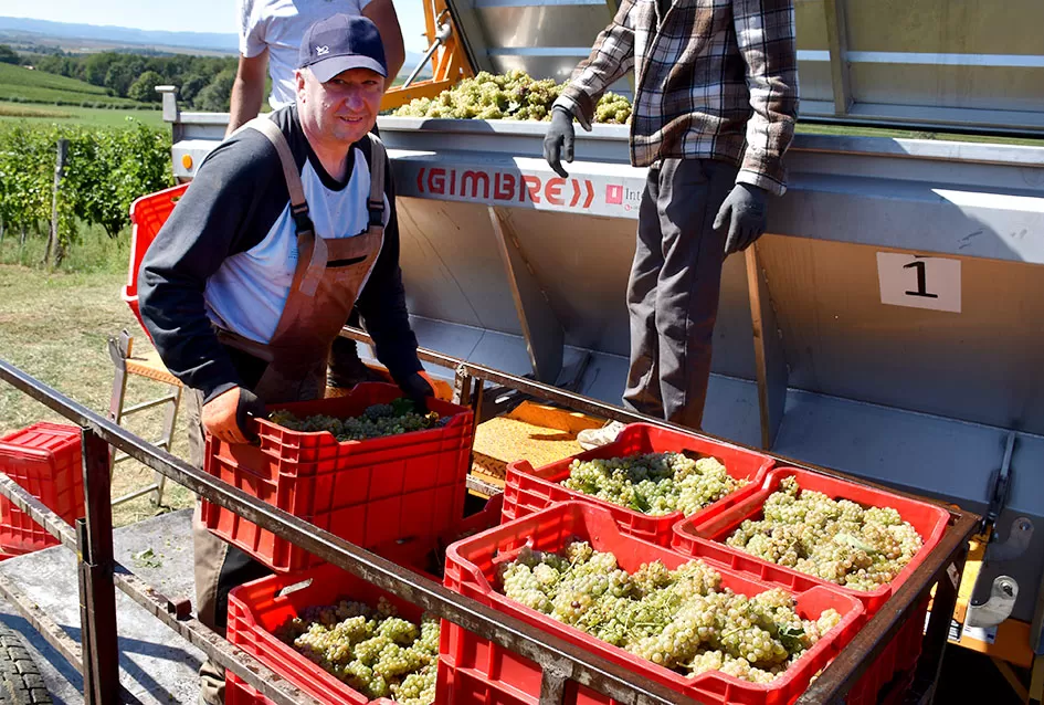 Kraj berbe u znaku zadovoljstva – Krauthakerovi vinogradi ponovno dali vrhunsko grožđe