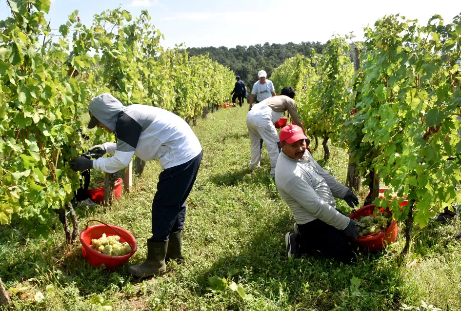Kraj berbe u znaku zadovoljstva – Krauthakerovi vinogradi ponovno dali vrhunsko grožđe