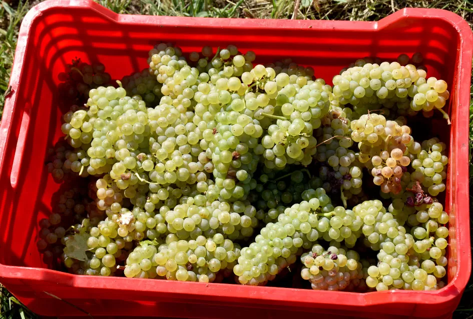 Kraj berbe u znaku zadovoljstva – Krauthakerovi vinogradi ponovno dali vrhunsko grožđe