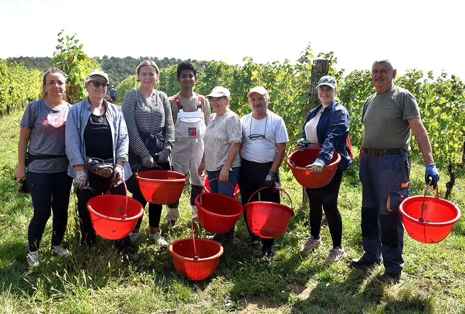 Kraj berbe u znaku zadovoljstva – Krauthakerovi vinogradi ponovno dali vrhunsko grožđe