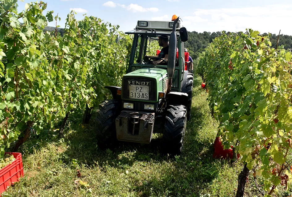 Kraj berbe u znaku zadovoljstva – Krauthakerovi vinogradi ponovno dali vrhunsko grožđe