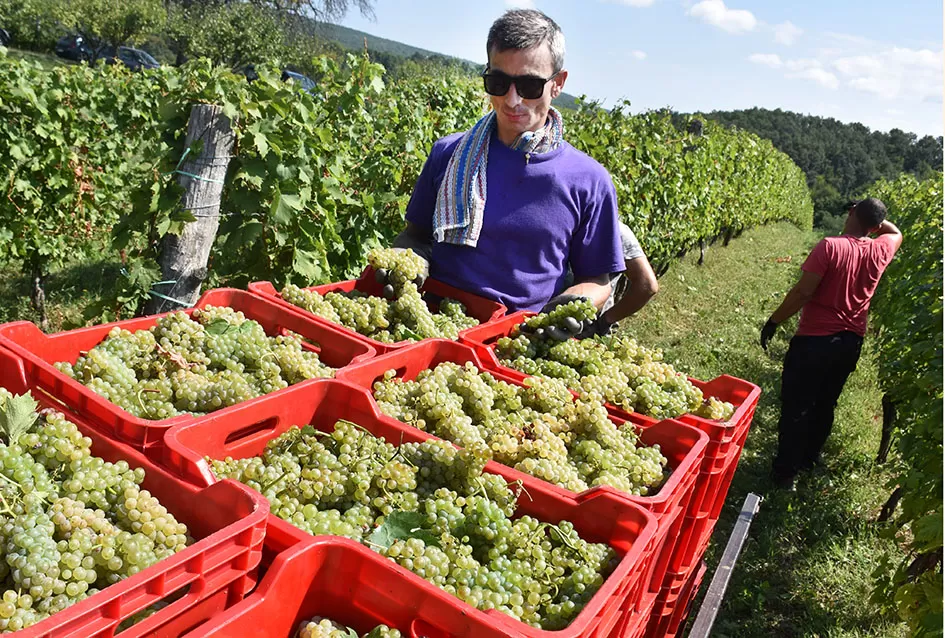Kraj berbe u znaku zadovoljstva – Krauthakerovi vinogradi ponovno dali vrhunsko grožđe