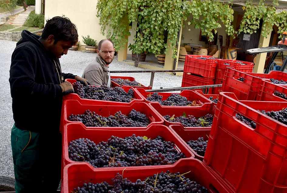 Kraj berbe u znaku zadovoljstva – Krauthakerovi vinogradi ponovno dali vrhunsko grožđe