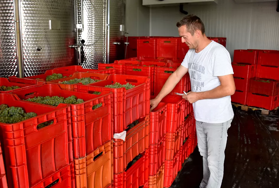 Kraj berbe u znaku zadovoljstva – Krauthakerovi vinogradi ponovno dali vrhunsko grožđe