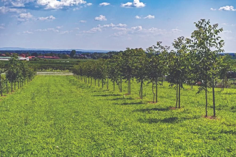 SB Online | Slavonija u orahu: najveći nasadi niču na plodnim slavonskim poljima